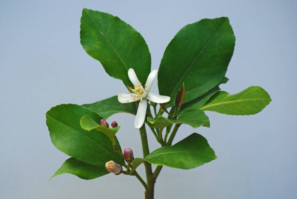 a close up of a flower on a plant