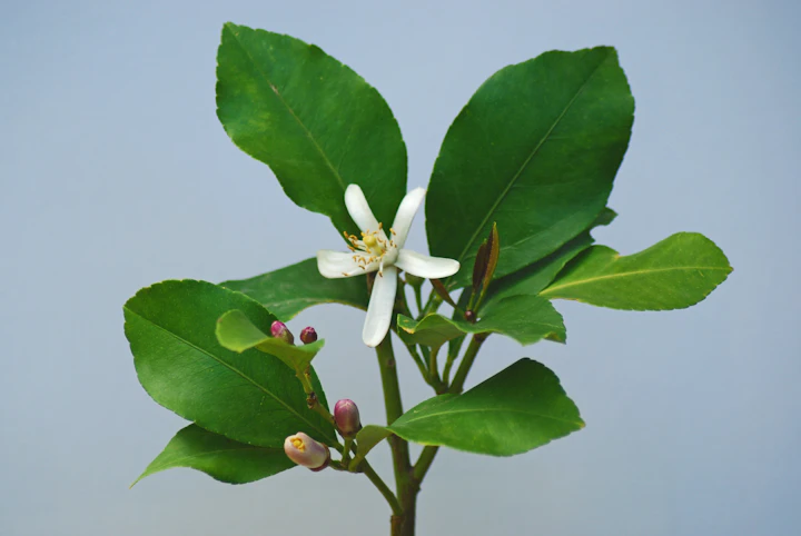 Lemon tree flowers — visual inspiration for Lemon Blossom