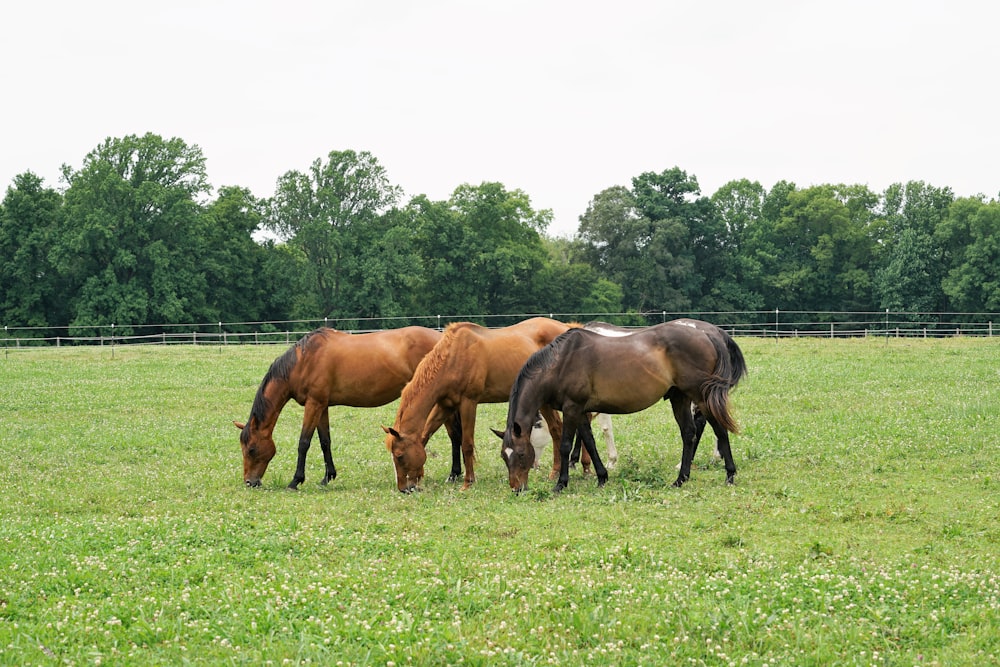 brown horse on green grass field during daytime