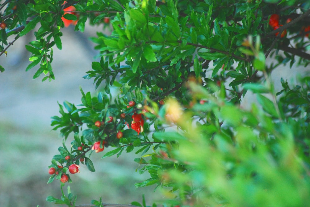 feuilles vertes avec des fruits ronds rouges