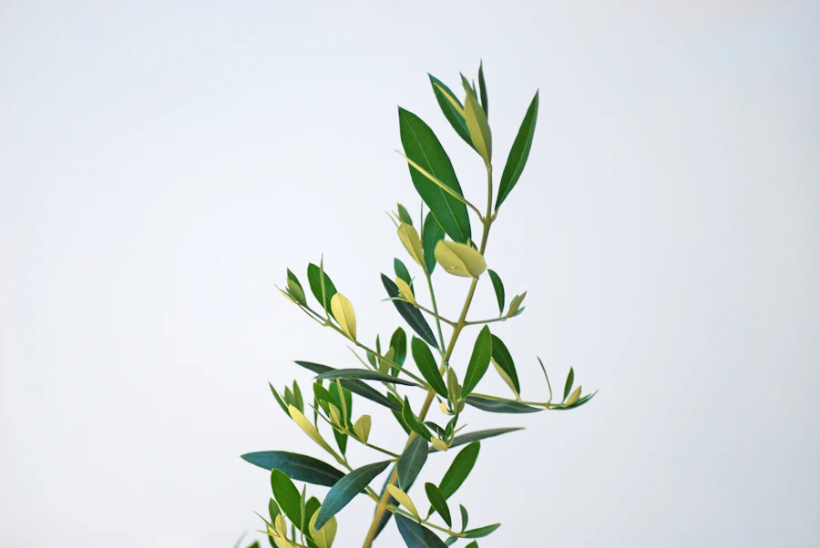 A young olive branch reaching toward the light