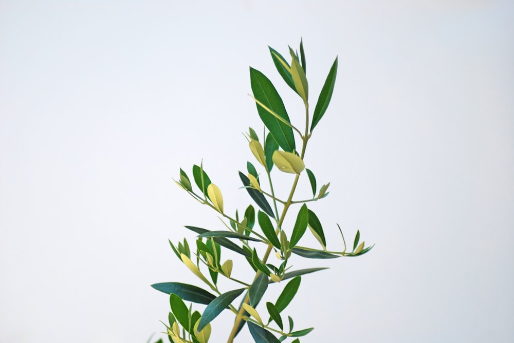 green leaves on white background