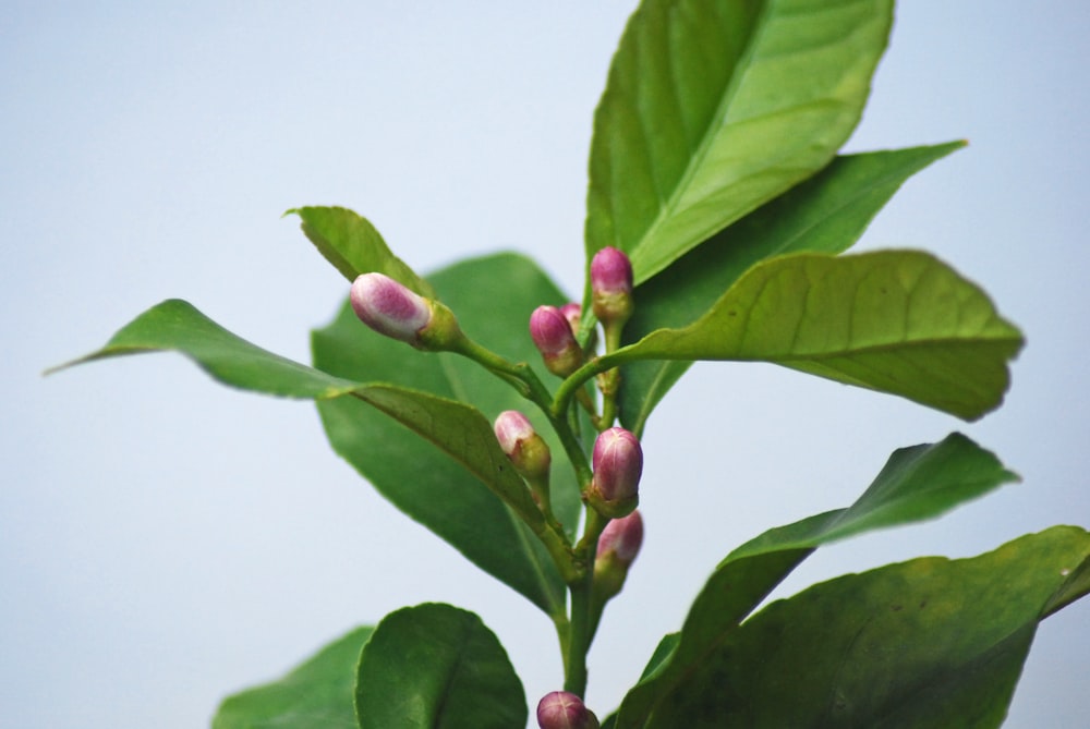 red round fruit with green leaves