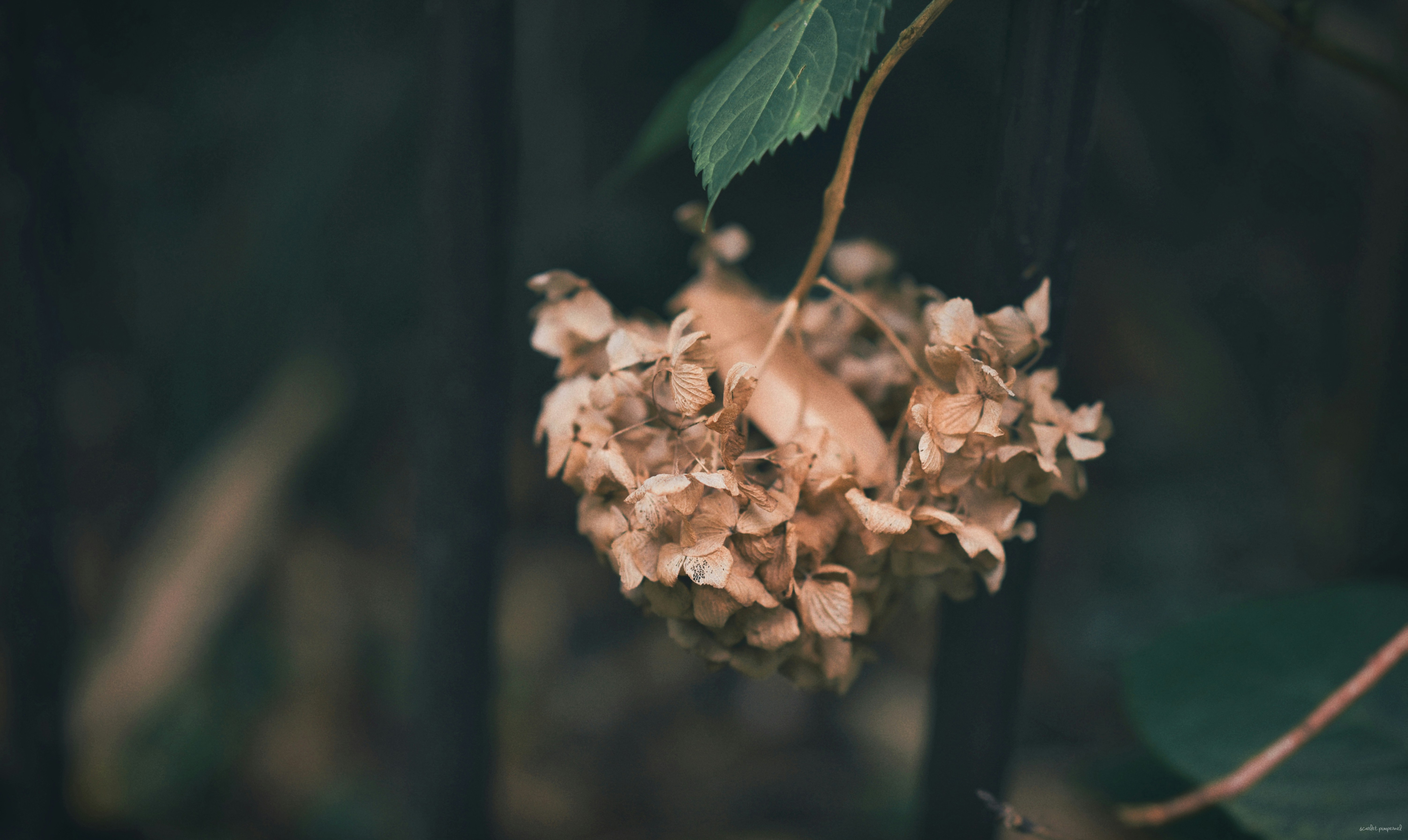 Photo by anh____nguyen