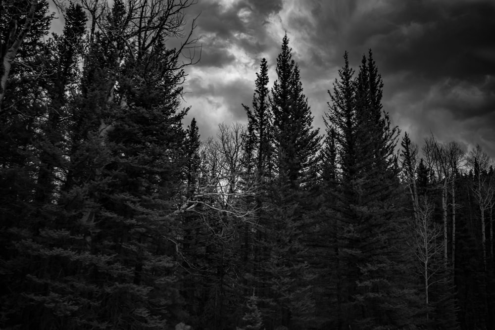 grayscale photo of pine trees under cloudy sky