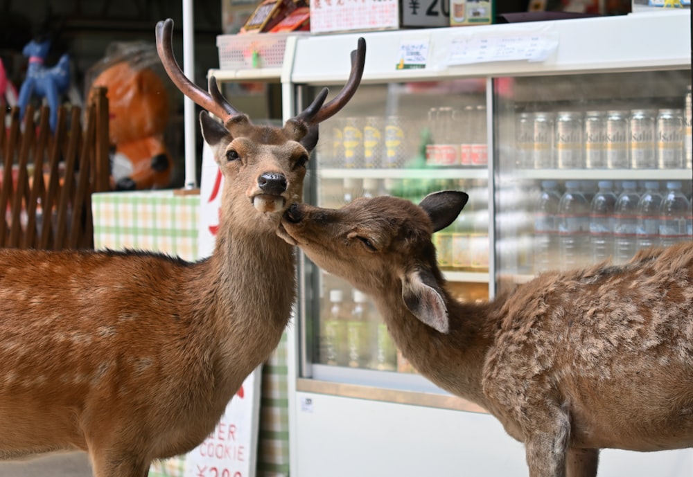 brown deer standing on white floor