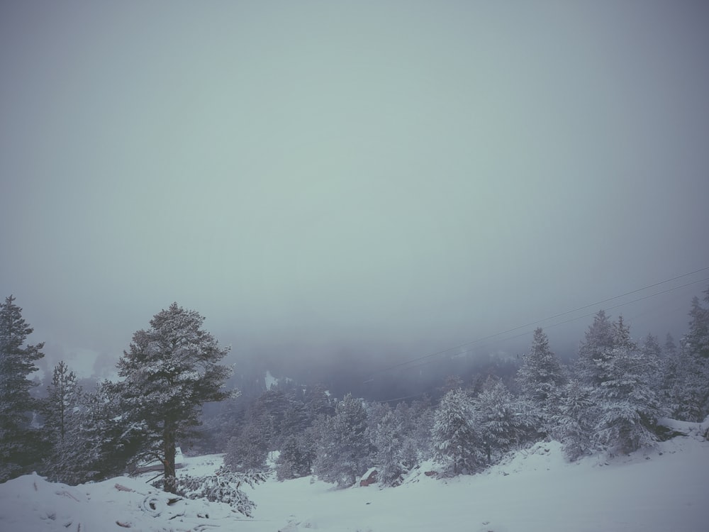 snow covered trees during daytime