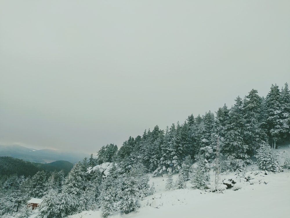 green pine trees covered with snow