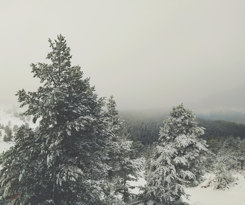 green pine tree covered with snow