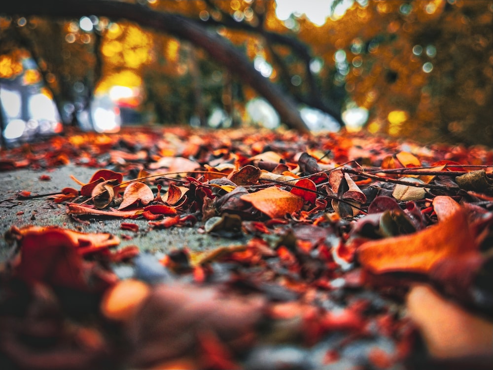 feuilles brunes sur le sol pendant la journée