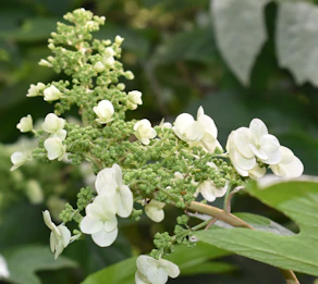white flowers with green leaves