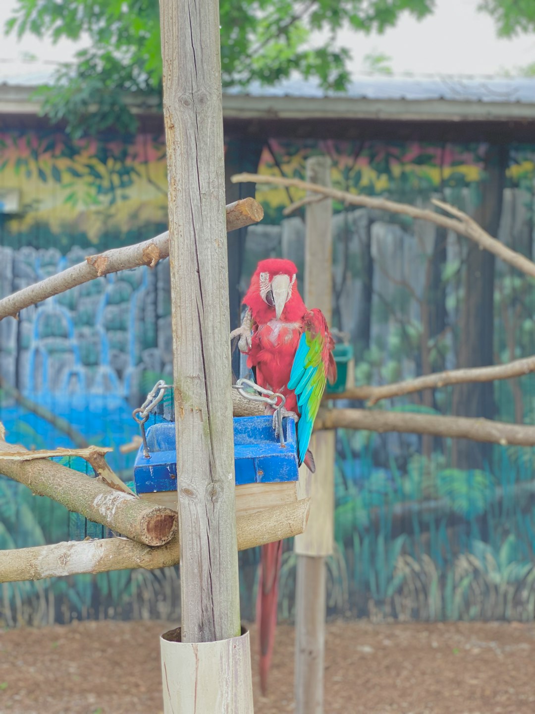 red bird on brown wooden stick