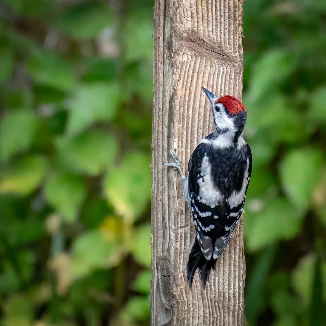 woodpecker