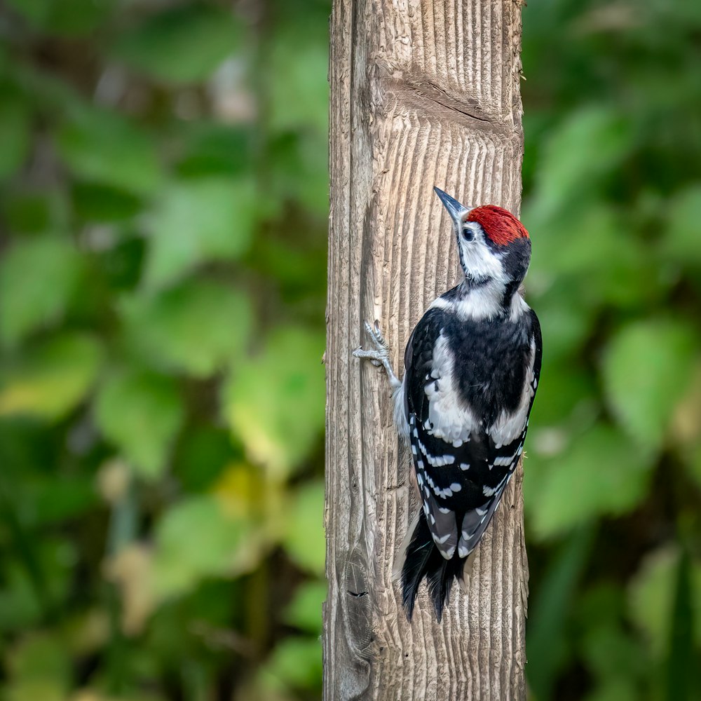 black white and yellow bird on brown wooden post during daytime