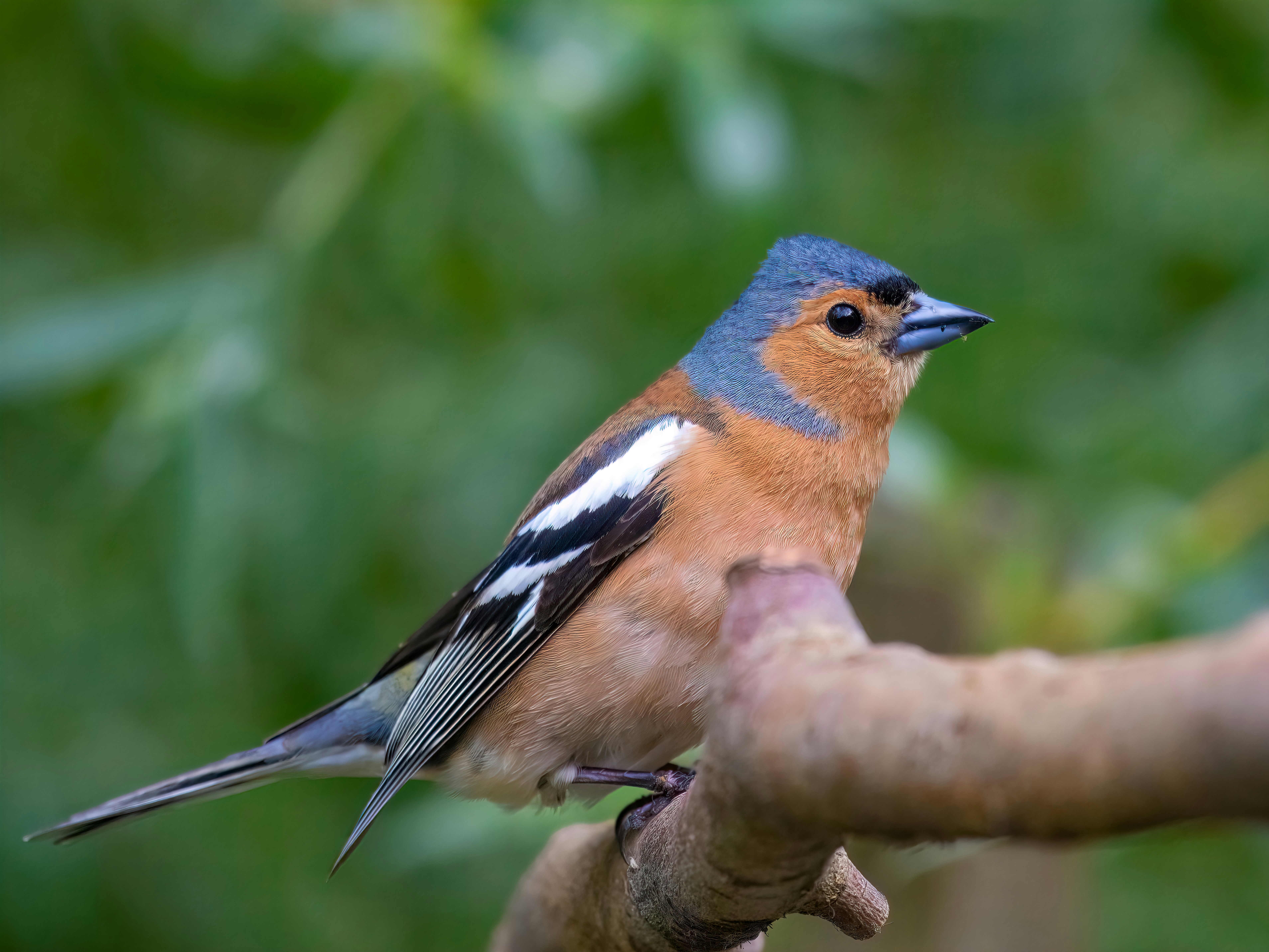 Chaffinch