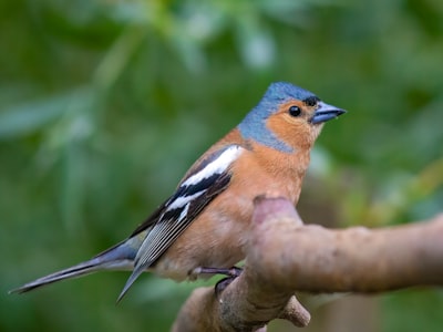 Chaffinch