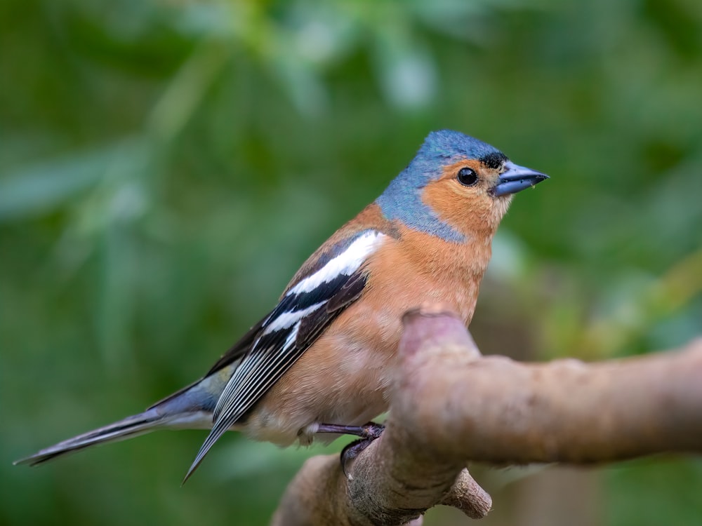 brown and blue bird on brown tree branch during daytime