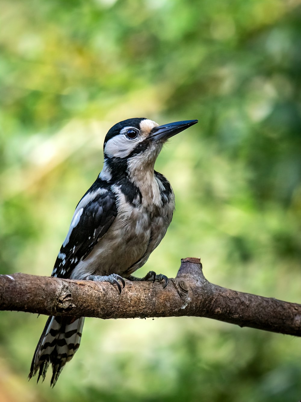 oiseau bleu et blanc sur branche d’arbre brune pendant la journée