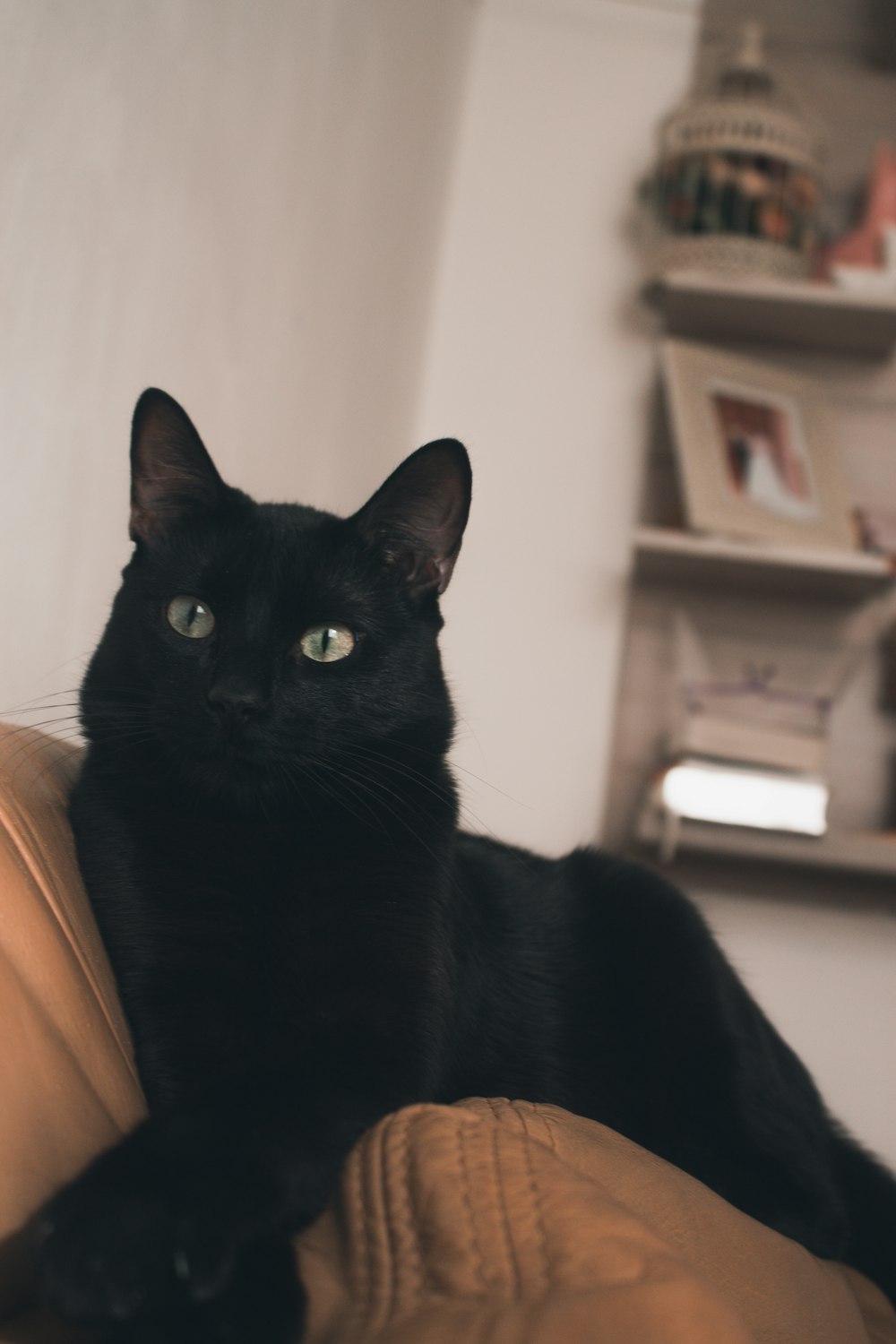 black cat on orange textile