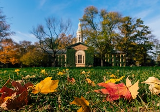 brown dried leaves on green grass field