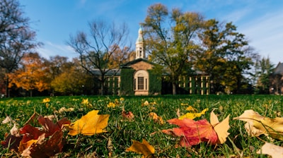 brown dried leaves on green grass field