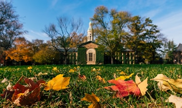 brown dried leaves on green grass field