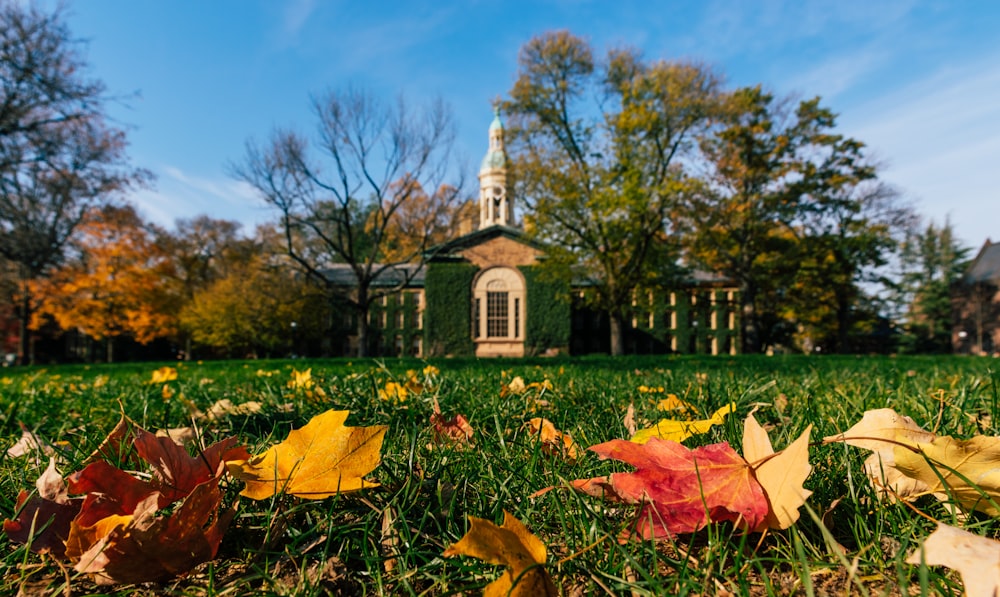 brown dried leaves on green grass field