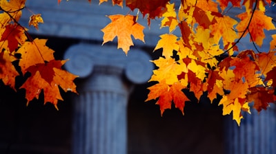 orange maple leaves on gray concrete post