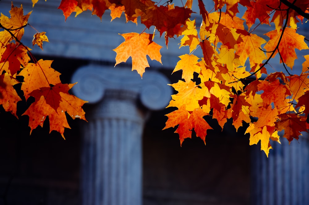 orange maple leaves on gray concrete post