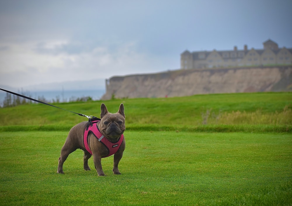 brown and black short coated dog running on green grass field during daytime