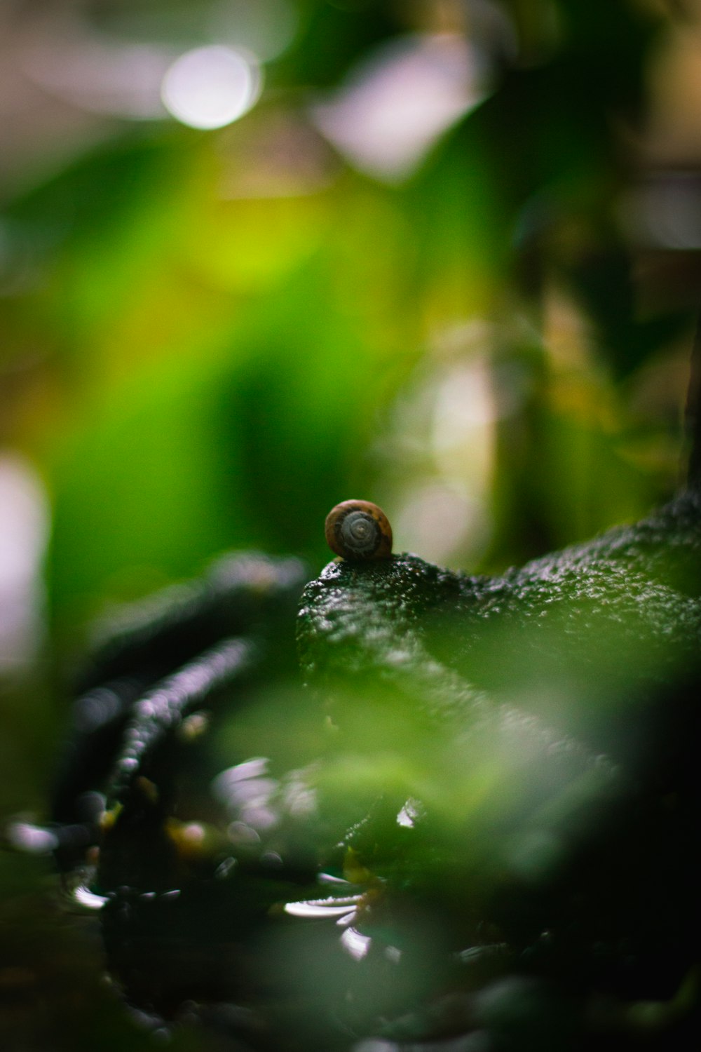 brown snail on green leaf