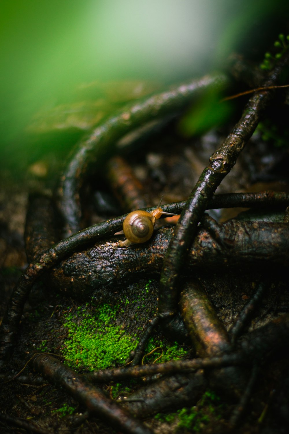 brown and black snail on green moss
