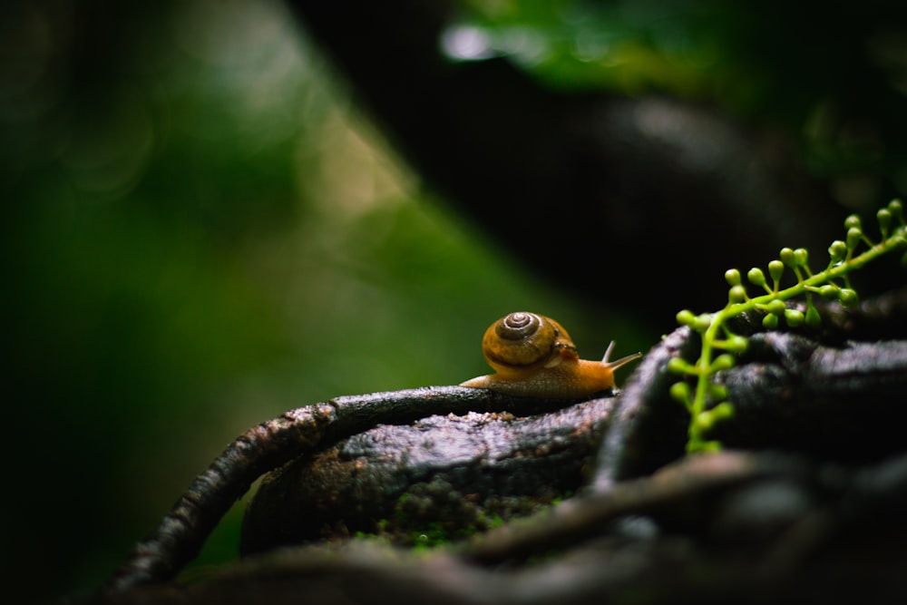yellow and black snail on tree branch