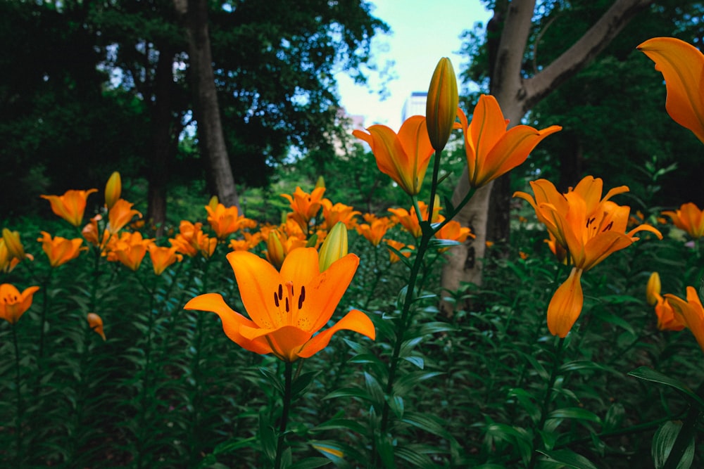 yellow flowers with green leaves during daytime