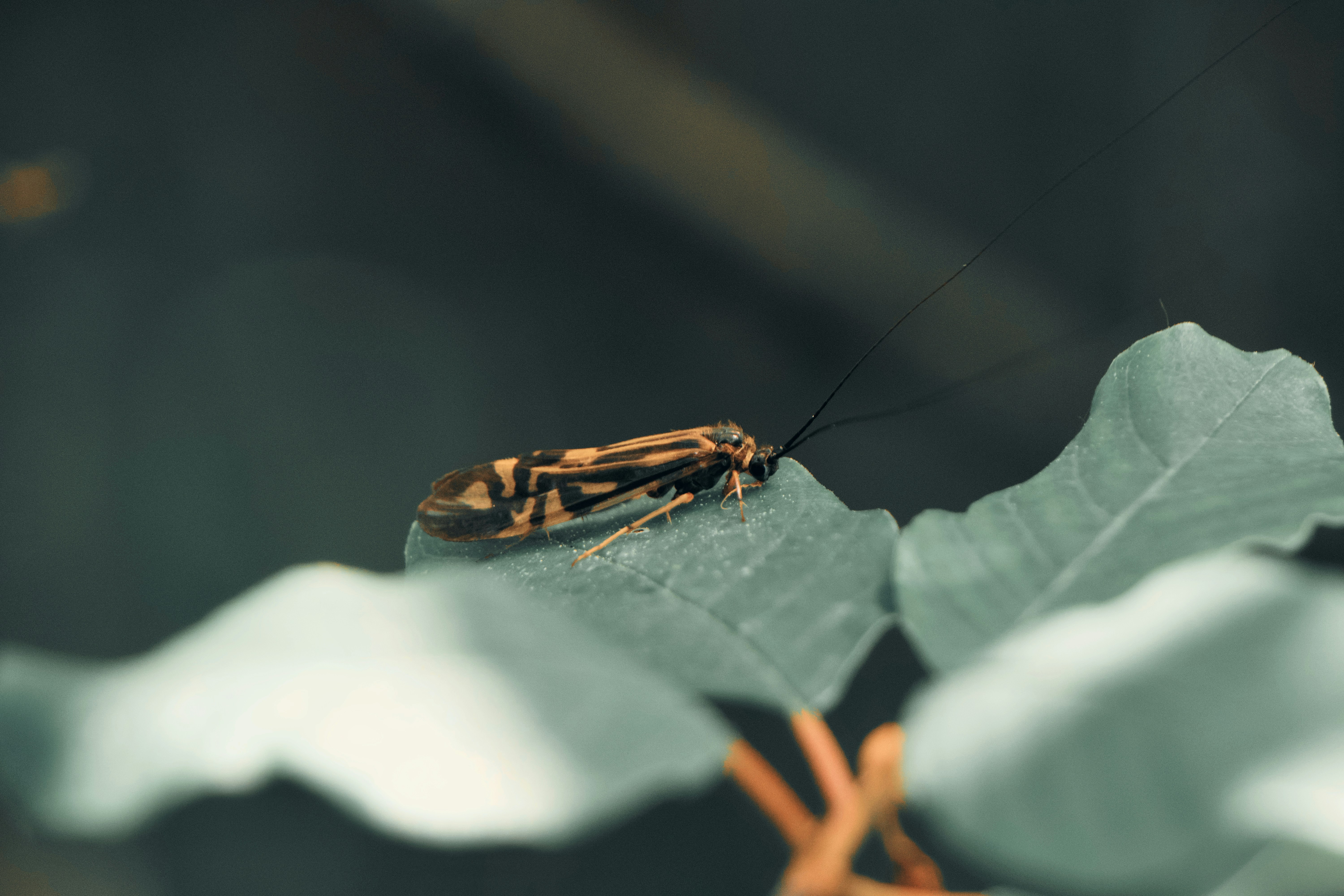 brown and black insect on green leaf