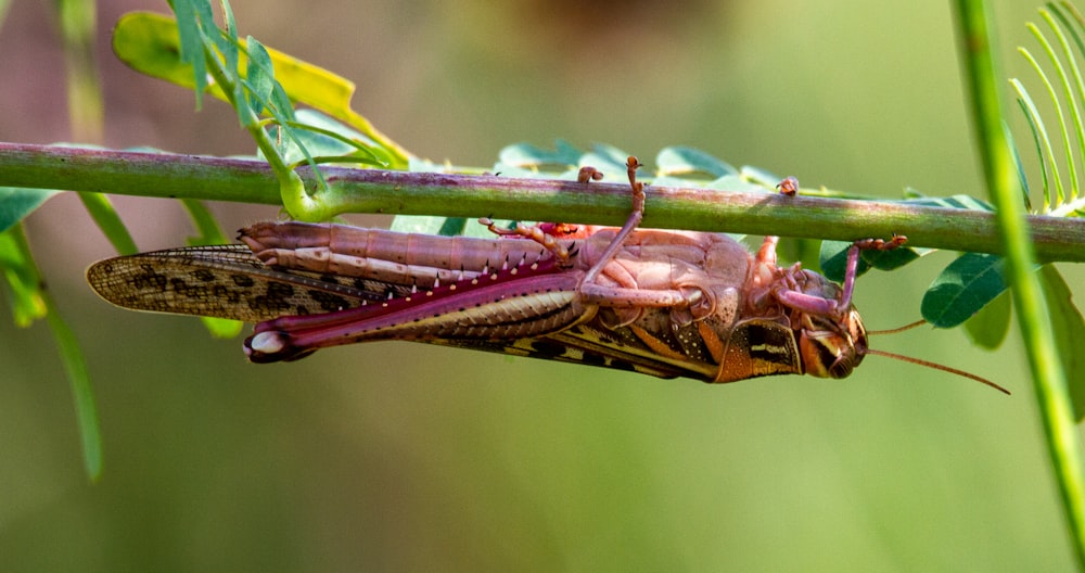 green and brown grasshopper on green leaf in close up photography during daytime
