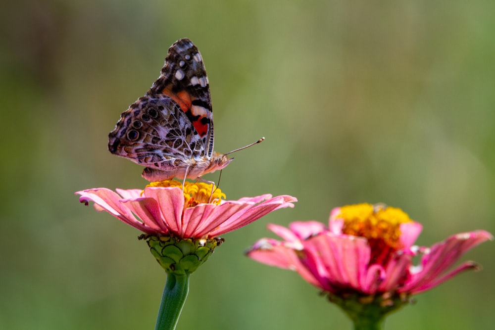 borboleta da senhora pintada empoleirada na flor cor-de-rosa