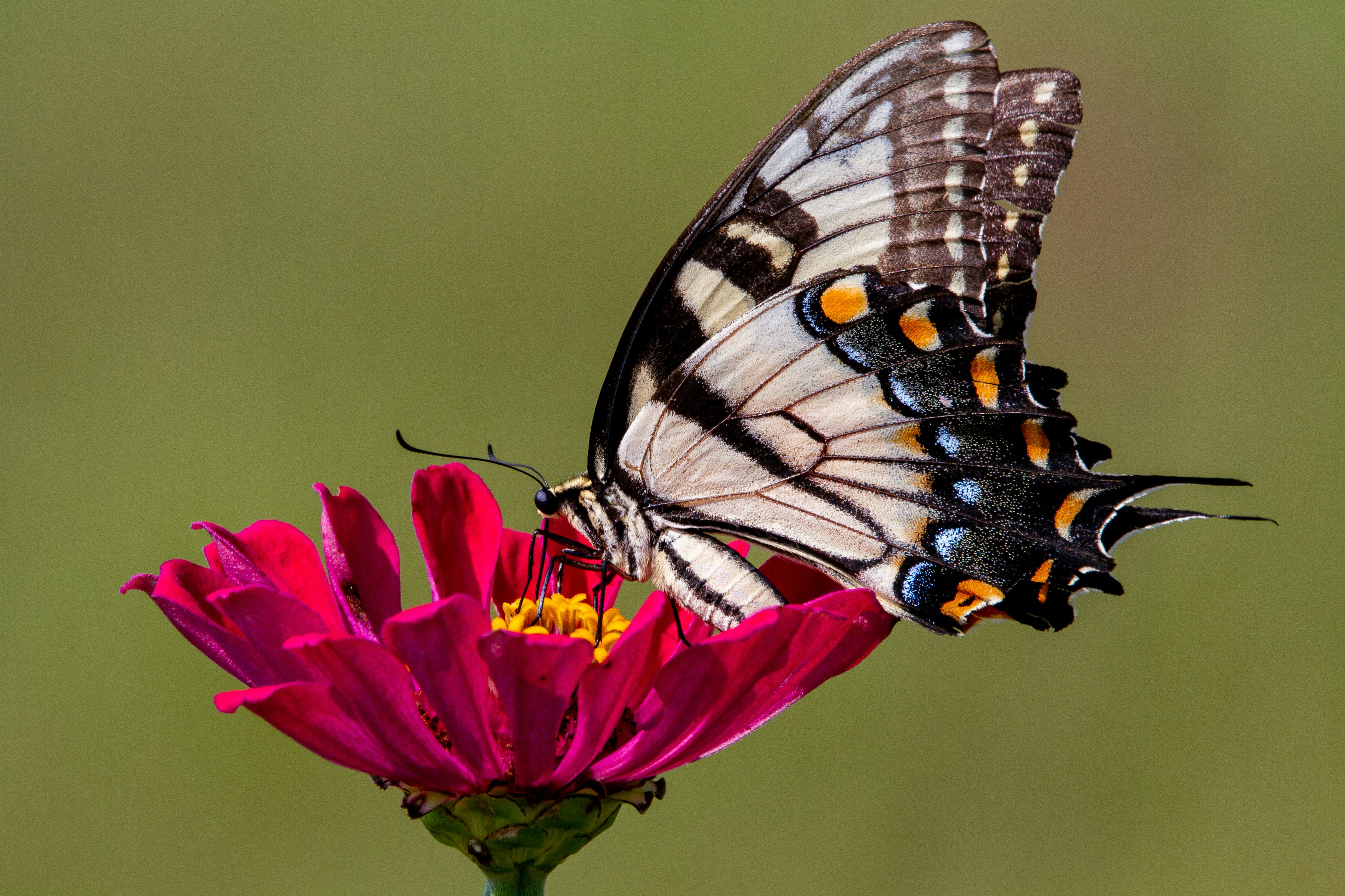 Papillon noir et blanc sur fleur rose photo – Image gratuite de Fleur sur  Unsplash, image size:3000x2000