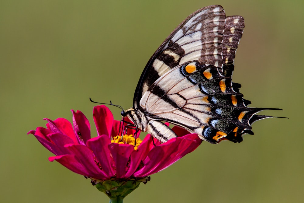 borboleta preta e branca na flor cor-de-rosa