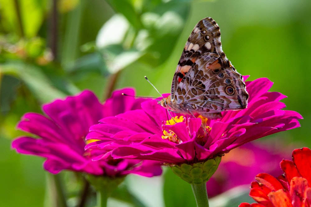 borboleta marrom branca e preta na flor rosa durante o dia