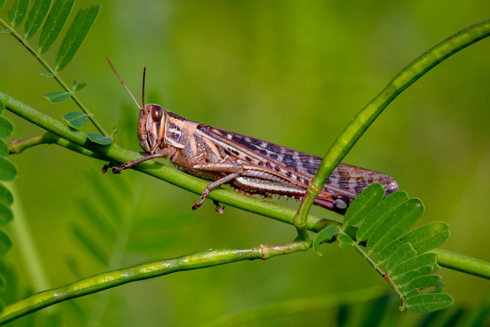 brown grasshopper perched on green leaf in close up photography during daytime