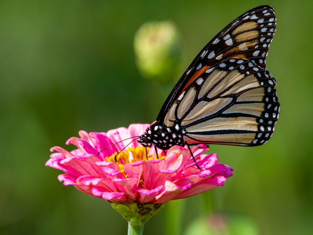 borboleta monarca empoleirada na flor rosa na fotografia de perto durante o dia