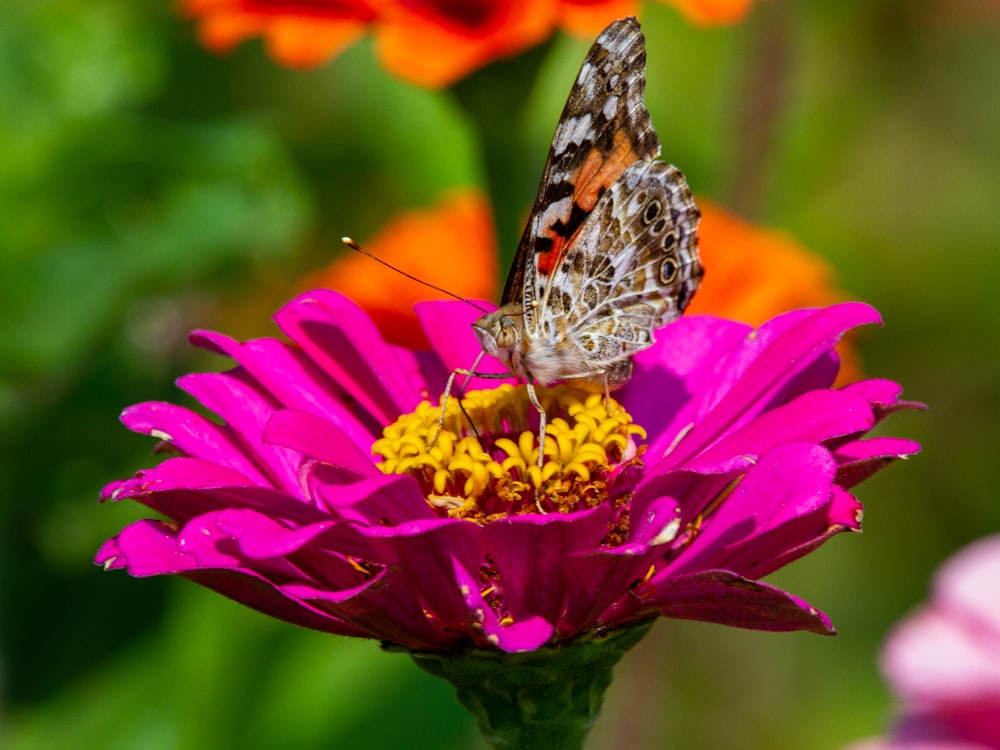 borboleta da senhora pintada empoleirada na flor vermelha