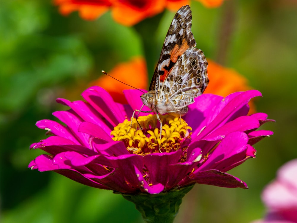 painted lady butterfly perched on red flower