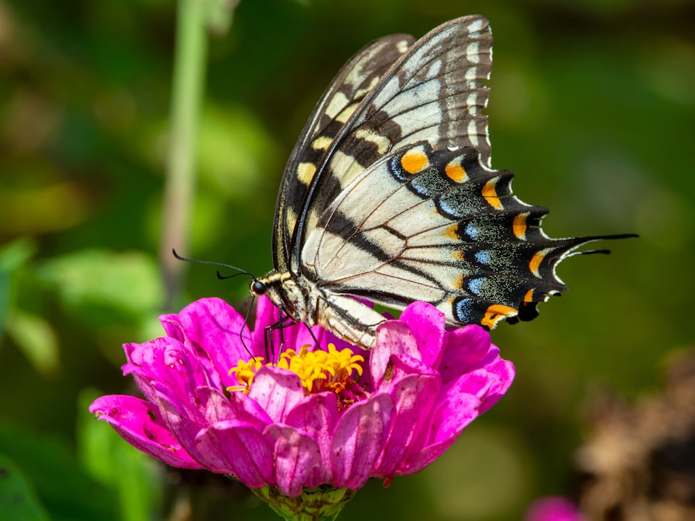 borboleta preta e branca na flor cor-de-rosa