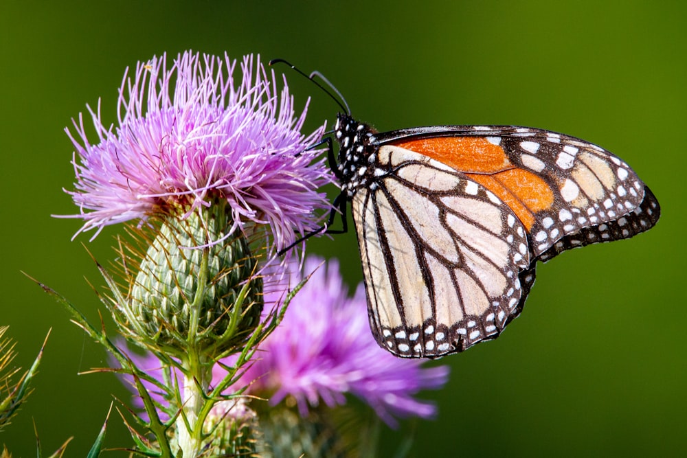 borboleta monarca empoleirada na flor roxa em fotografia de perto durante o dia