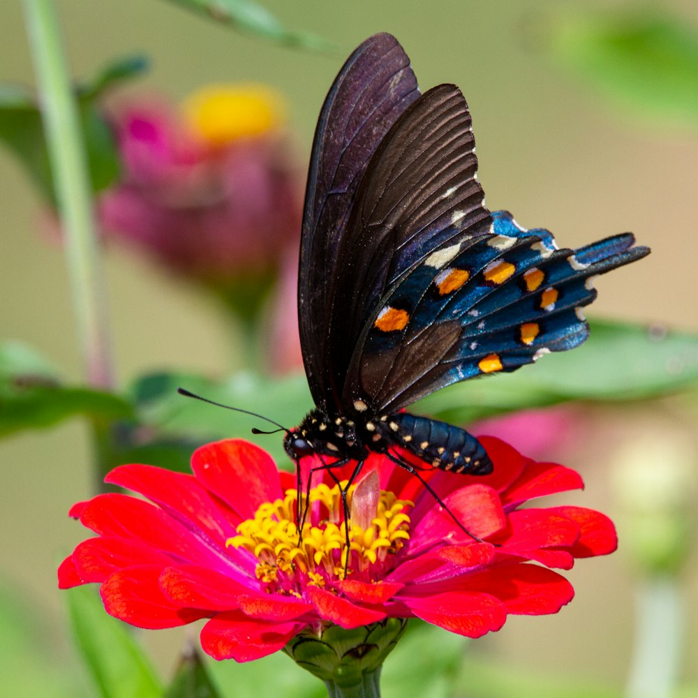 borboleta preta e azul na flor vermelha