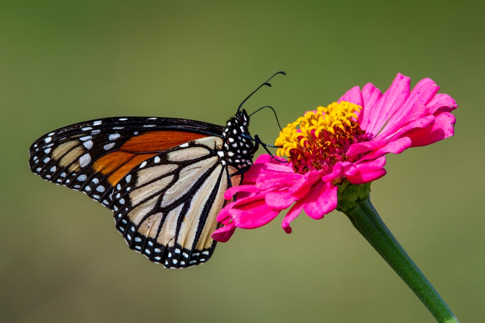 borboleta monarca empoleirada na flor rosa na fotografia de perto durante o dia