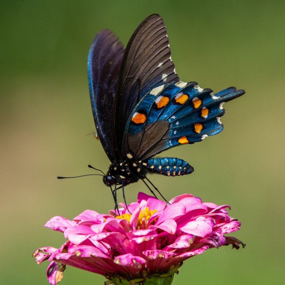 borboleta preta e azul na flor cor-de-rosa