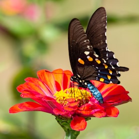 black and white butterfly on red flower